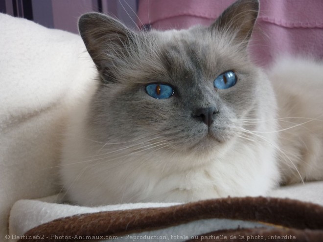 Photo de Ragdoll