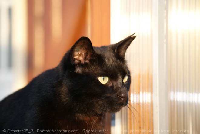 Photo de Chat domestique