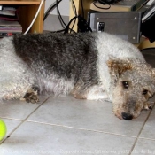 Photo de Fox terrier  poil dur