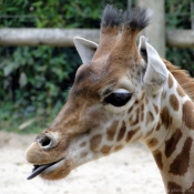 Photo de Girafe