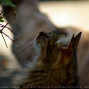 Photo de Chat domestique