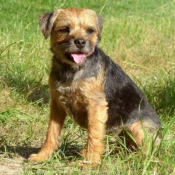 Photo de Border terrier