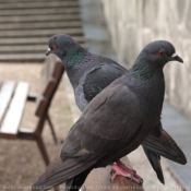 Photo de Pigeon