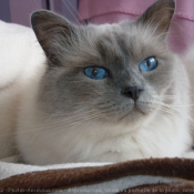 Photo de Ragdoll