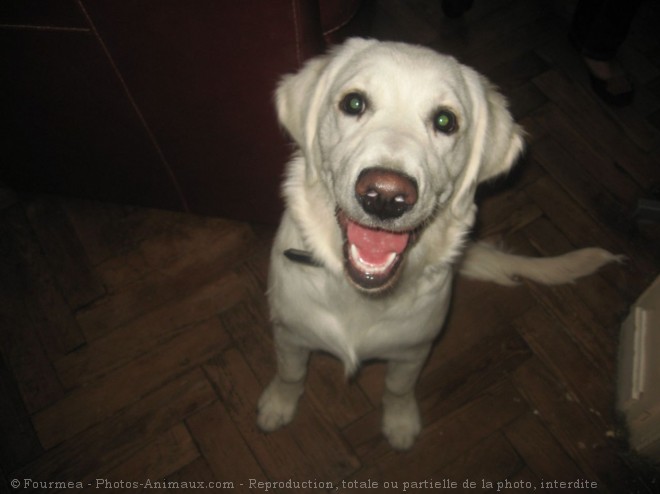 Photo de Golden retriever