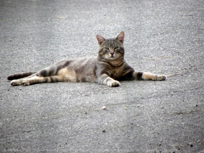 Photo de Chat domestique