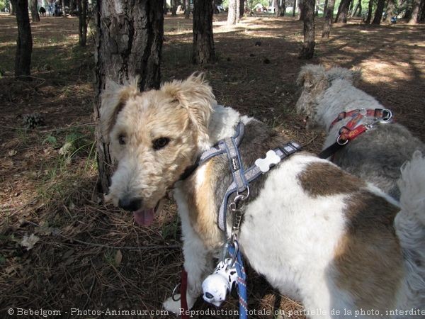 Photo de Fox terrier  poil dur