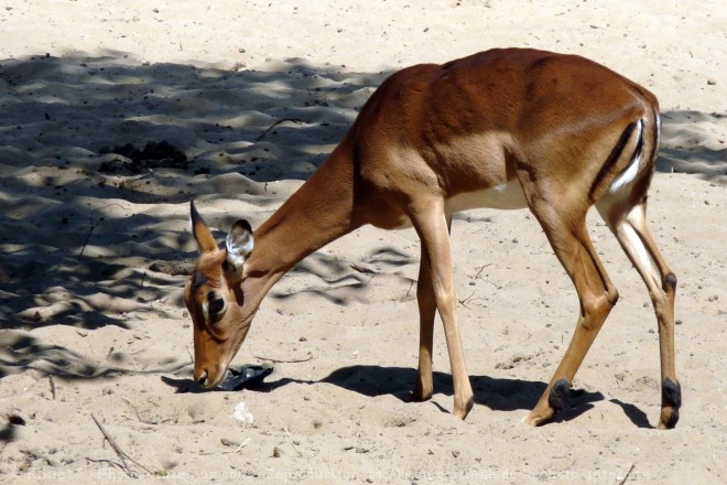 Photo d'Impala