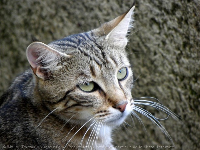 Photo de Chat domestique