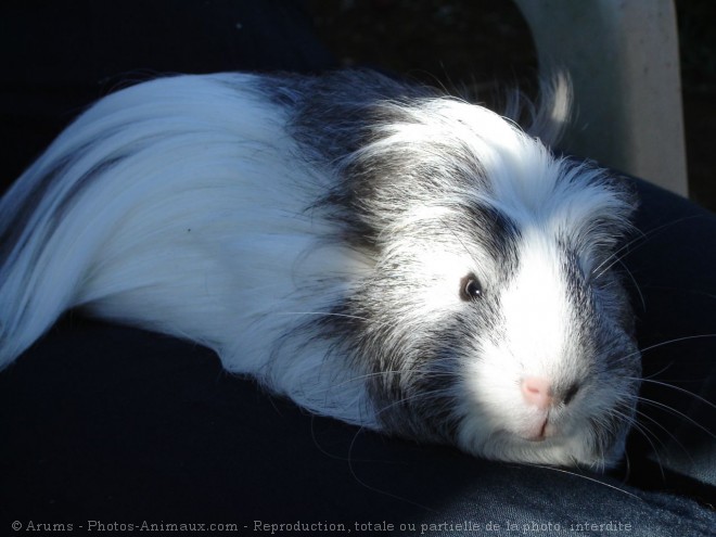 Photo de Cochon d'inde - abyssin / rosette