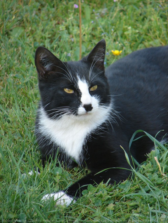 Photo de Chat domestique