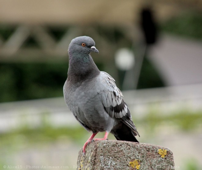 Photo de Pigeon