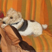 Photo de Fox terrier  poil dur