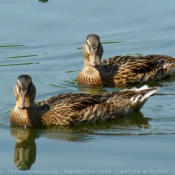 Photo de Canard colvert