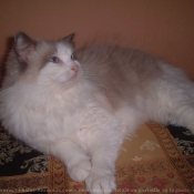 Photo de Ragdoll