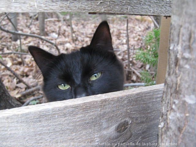 Photo de Chat domestique