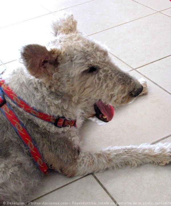 Photo de Fox terrier  poil dur