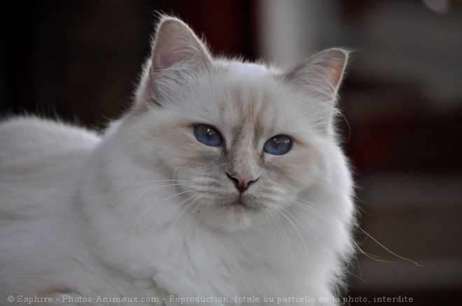 Photo de Sacr de birmanie