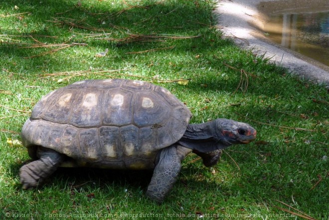 Photo de Tortue