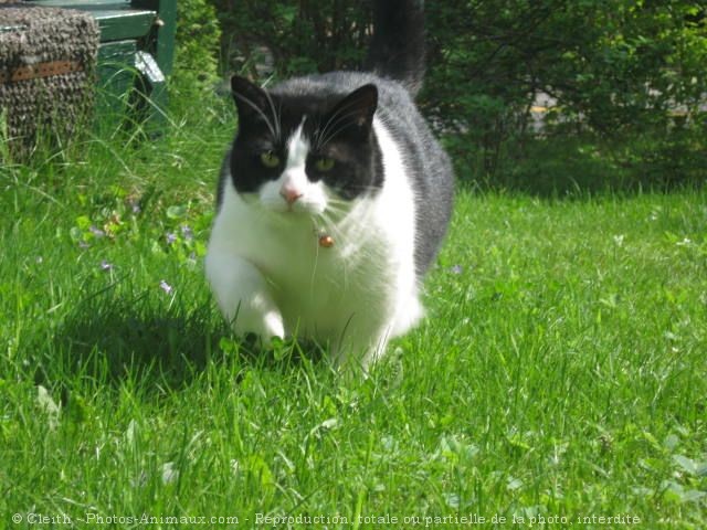 Photo de Chat domestique