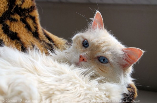 Photo de Ragdoll