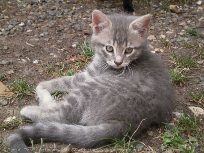 Photo de Chat domestique