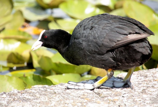 Photo de Foulque macroule