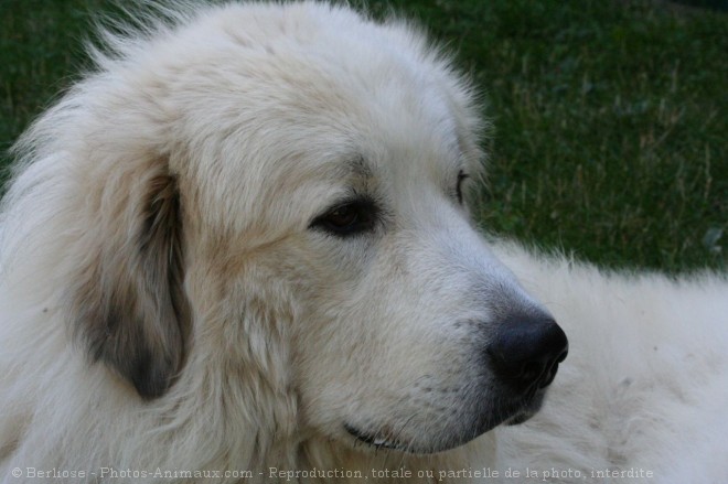 Photo de Chien de montagne des pyrnes