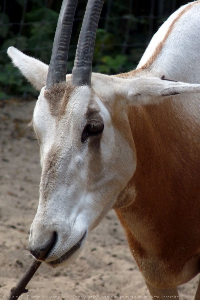 Photo d'Oryx