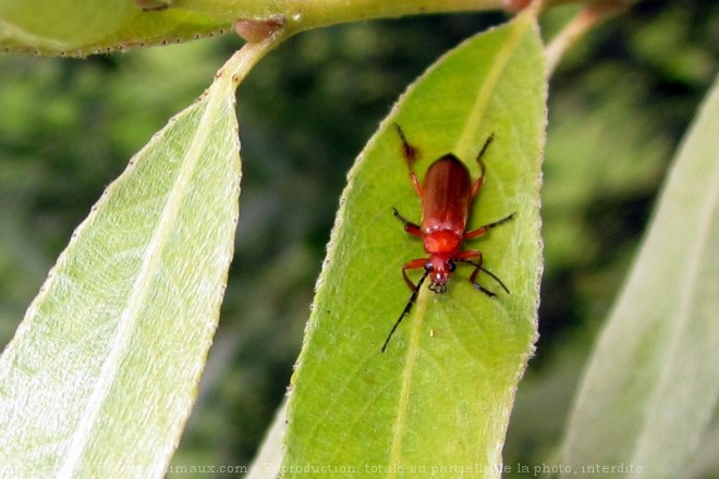 Photo de Coloptre