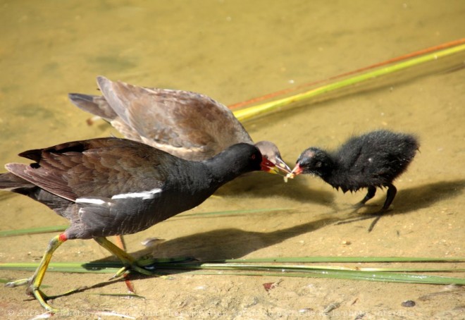 Photo de Poule d'eau