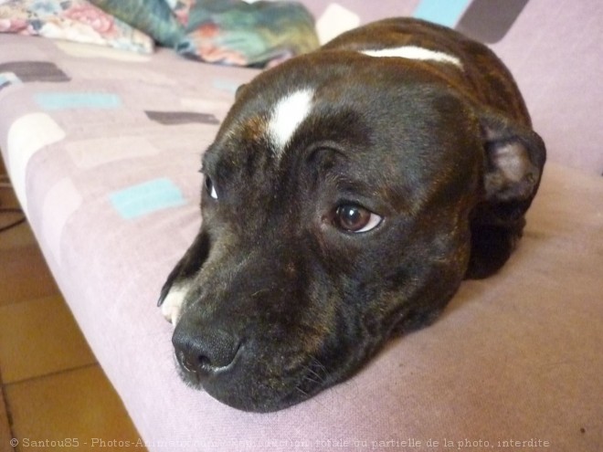 Photo de Staffordshire bull terrier