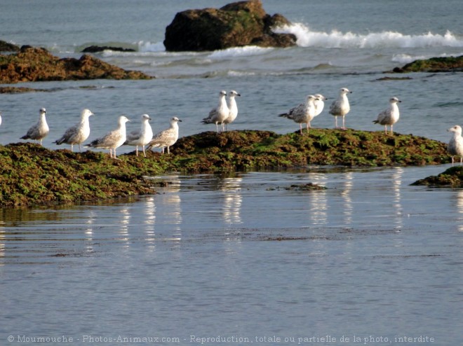 Photo de Mouette