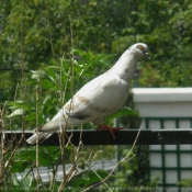 Photo de Pigeon