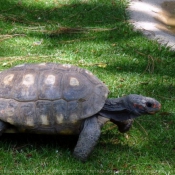 Photo de Tortue