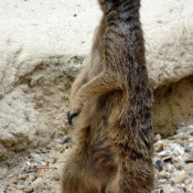 Photo de Suricate