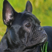 Photo de Bouledogue franais