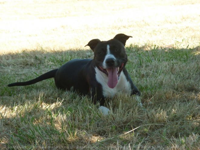 Photo d'American staffordshire terrier