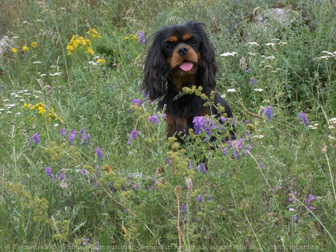 Photo de Cavalier king charles spaniel