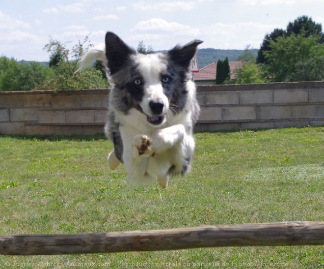 Photo de Border collie