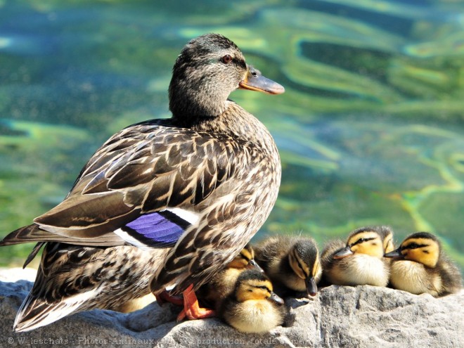 Photo de Canard colvert