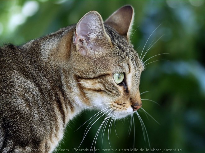 Photo de Chat domestique