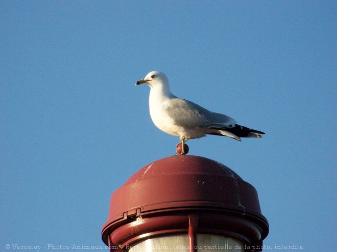 Photo de Goeland