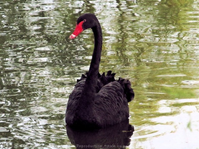 Photo de Cygne