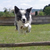 Photo de Border collie