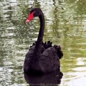 Photo de Cygne