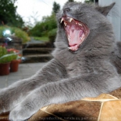 Photo de Nebelung