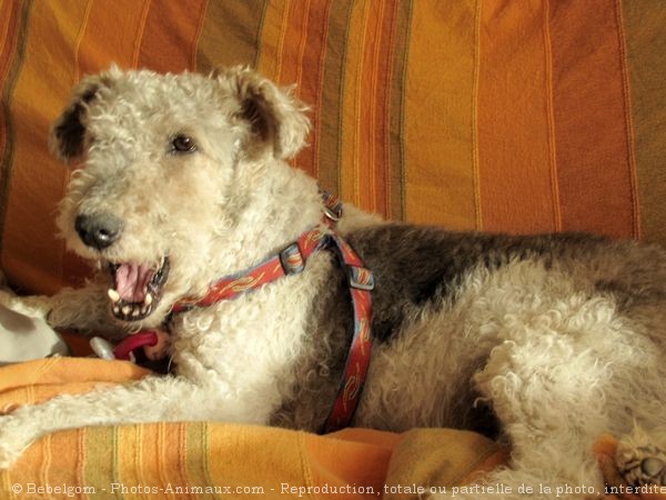 Photo de Fox terrier  poil dur