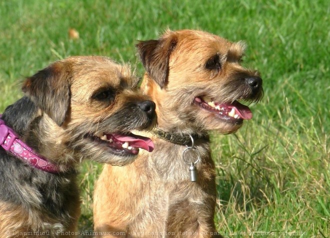 Photo de Border terrier