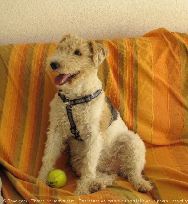 Photo de Fox terrier  poil dur